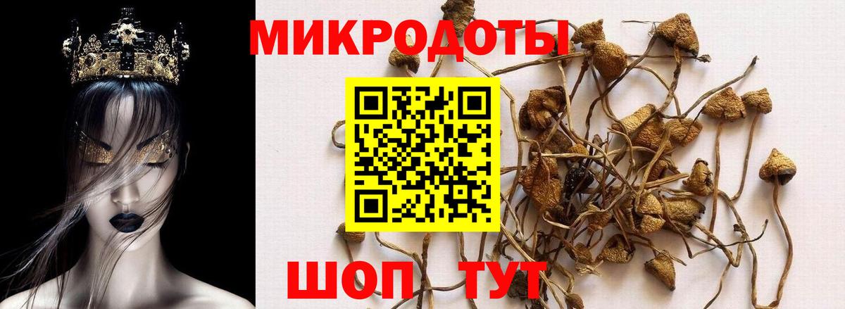 Канаш  Псилоцибиновые грибы мицелий  Вход с VPN  Псилоцибиновые грибы Cubensis 